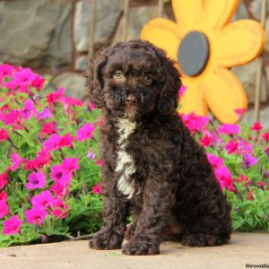 Blake, Cockapoo Puppy