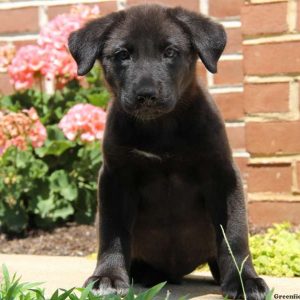 Blake, German Shepherd Mix Puppy