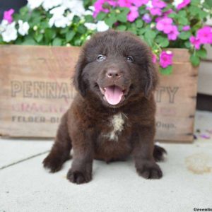 Blake, Newfoundland Puppy