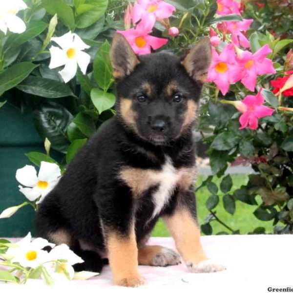 Blakely, Shiba Inu Mix Puppy