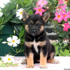 Blakely, Shiba Inu Mix Puppy