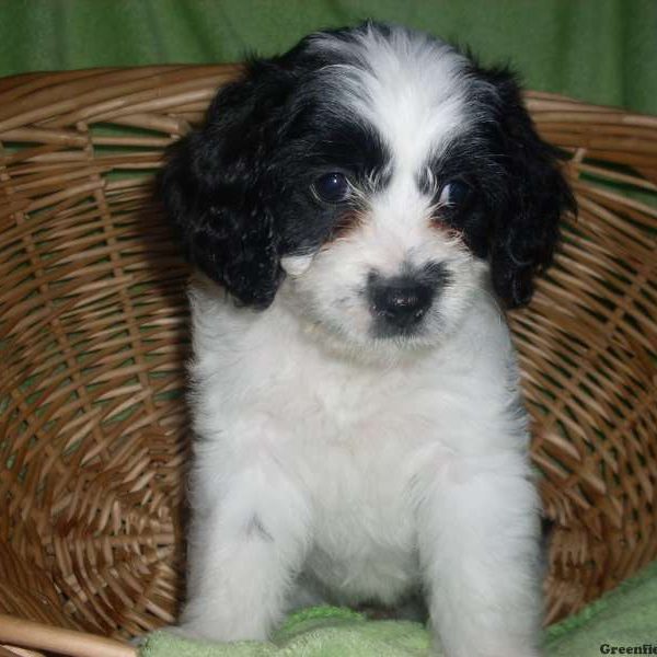 Blossom, Cavapoo Puppy