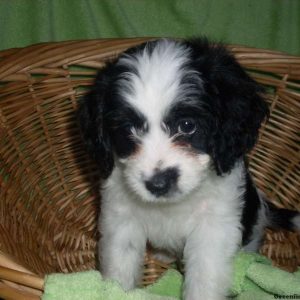 Blossom, Cavapoo Puppy