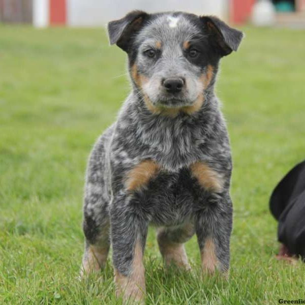 Blue Heeler – Australian Cattle Dog