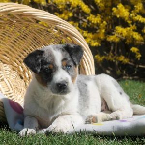 Blue Heeler Mix