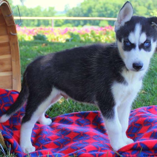 Blue Lee, Siberian Husky Puppy