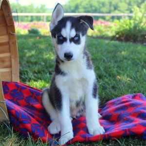 Blue Lee, Siberian Husky Puppy