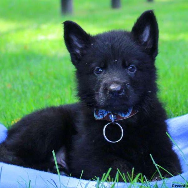 Blue Roy, German Shepherd Puppy