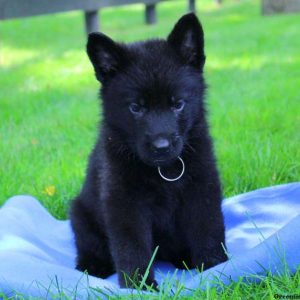 Blue Roy, German Shepherd Puppy