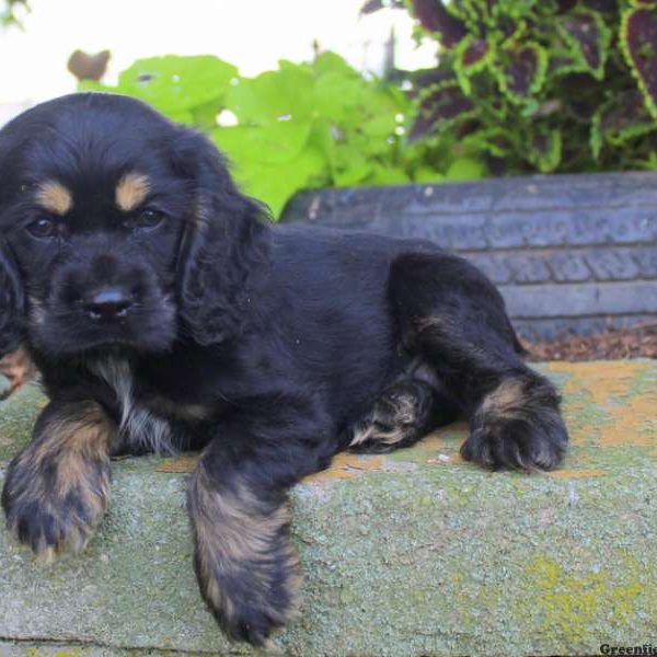 Blue, Cocker Spaniel Puppy