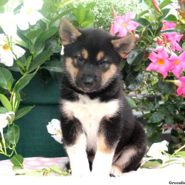 Blue, Shiba Inu Mix Puppy