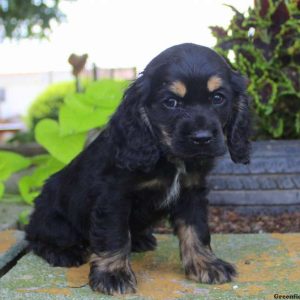 Blue, Cocker Spaniel Puppy