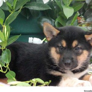 Blue, Shiba Inu Mix Puppy