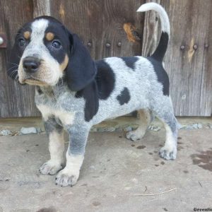 Bluetick Coonhound