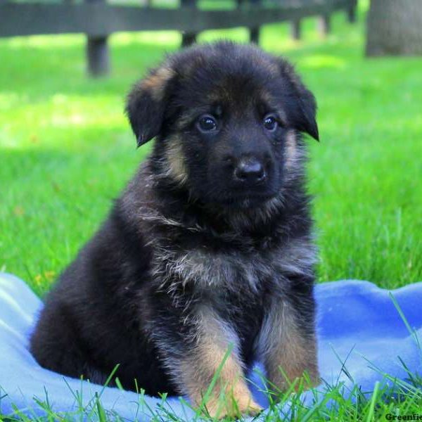 Bobby Jr, German Shepherd Puppy