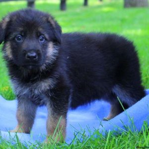 Bobby Jr, German Shepherd Puppy