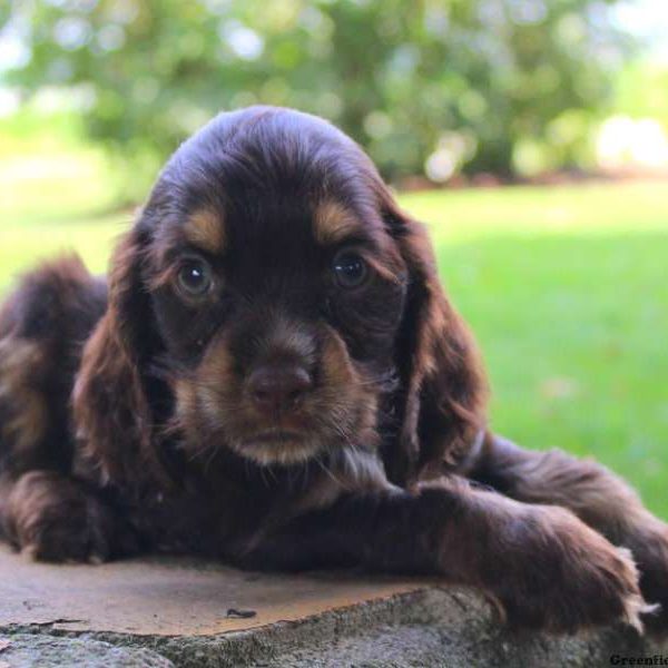 Bobby, Cocker Spaniel Puppy