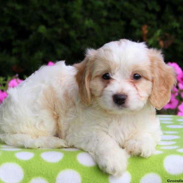 Bobby, Cavachon Puppy