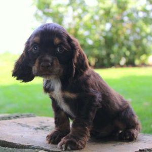 Bobby, Cocker Spaniel Puppy