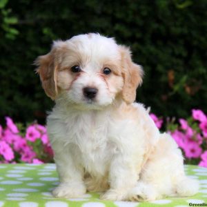 Bobby, Cavachon Puppy