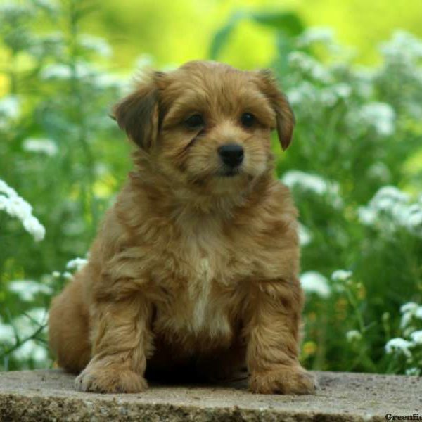 Bongo, Morkie / Yorktese Puppy