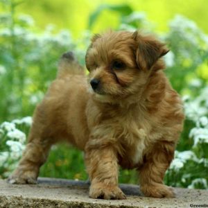 Bongo, Morkie / Yorktese Puppy