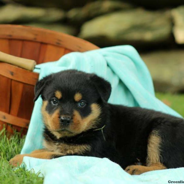 Bonnie, Rottweiler Puppy