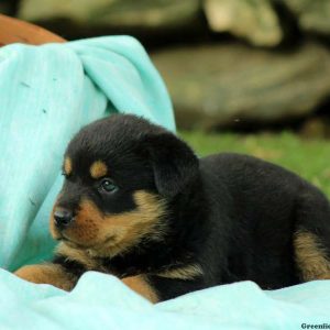 Bonnie, Rottweiler Puppy