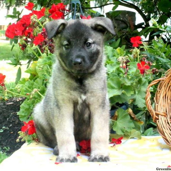 Boo, Norwegian Elkhound Puppy