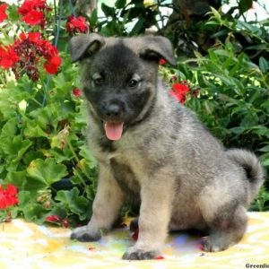 Boo, Norwegian Elkhound Puppy