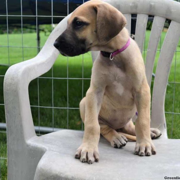 Boston, Great Dane Puppy