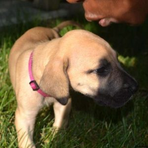 Boston, Great Dane Puppy