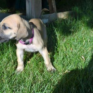 Boston, Great Dane Puppy