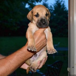 Boston, Great Dane Puppy