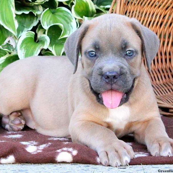 Brads, Cane Corso Puppy