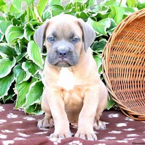 Brads, Cane Corso Puppy