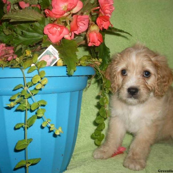 Brady, Cavapoo Puppy