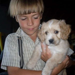 Brady, Cavapoo Puppy