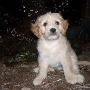 Brady, Cavapoo Puppy