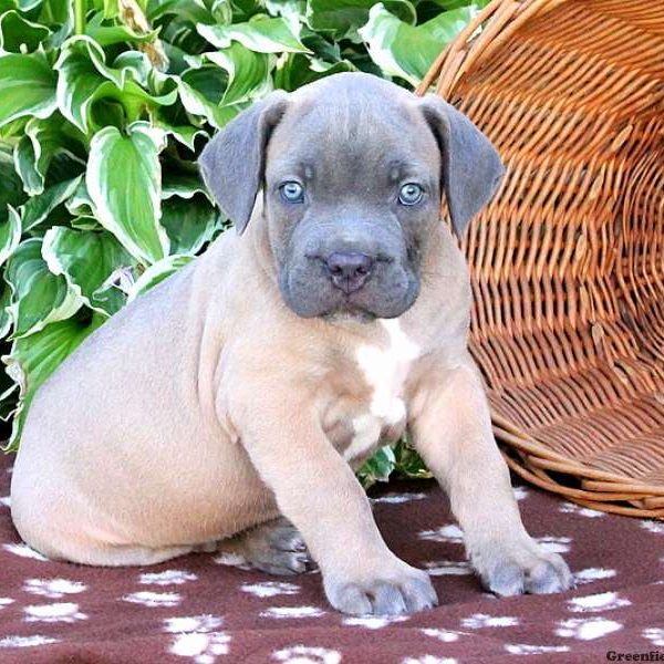 Brandon, Cane Corso Puppy