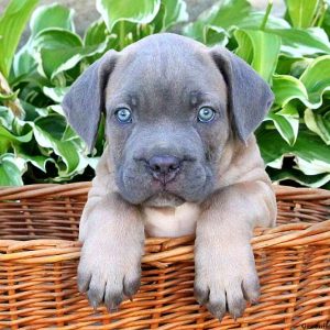 Brandon, Cane Corso Puppy