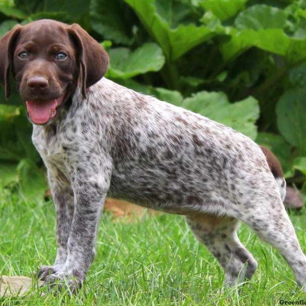 Brandy, German Shorthaired Pointer Puppy