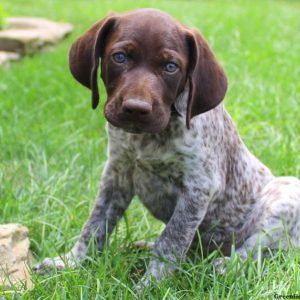 Brandy, German Shorthaired Pointer Puppy