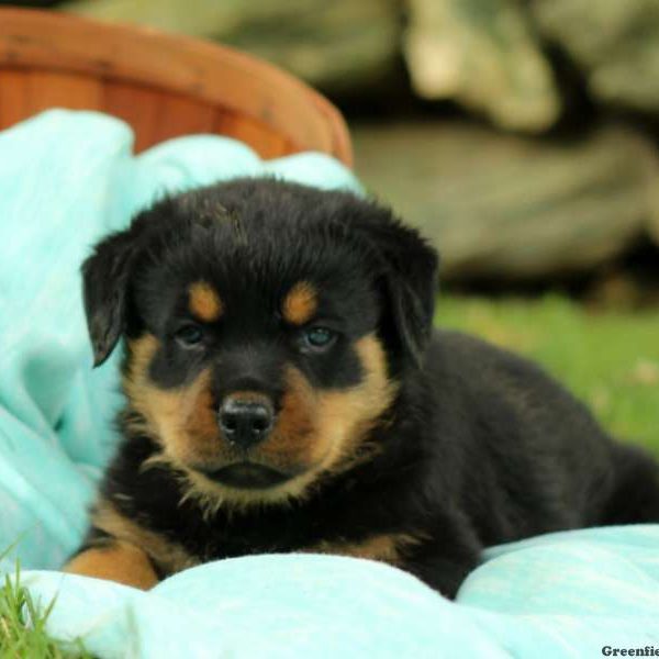 Branson, Rottweiler Puppy
