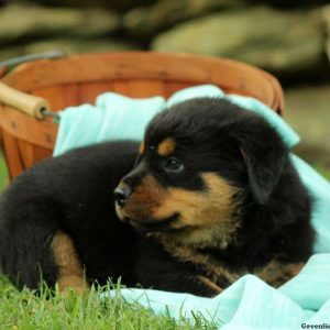 Branson, Rottweiler Puppy