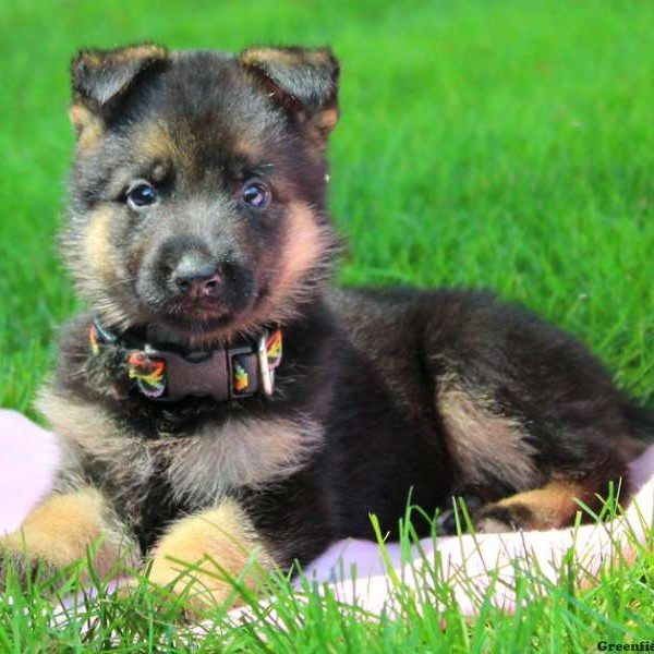 Brenda May, German Shepherd Puppy