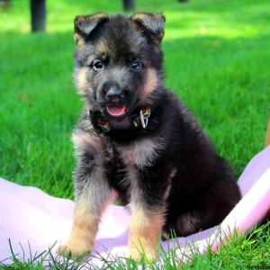 Brenda May, German Shepherd Puppy