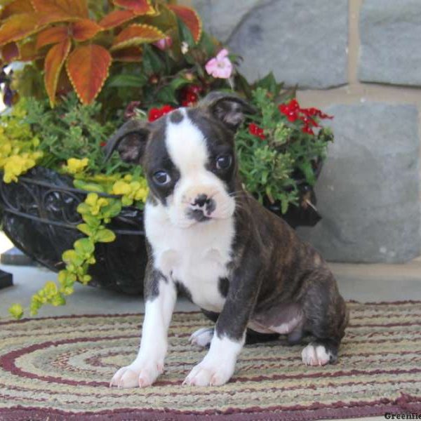 Brenda, Boston Terrier Puppy