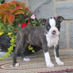 Brenda, Boston Terrier Puppy