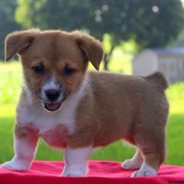 Brennie, Pembroke Welsh Corgi Puppy